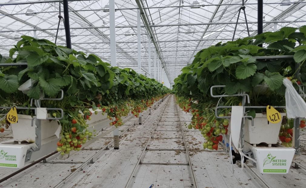 aardbeien in de kas